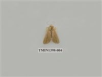 藏品(夜蛾科)的圖片